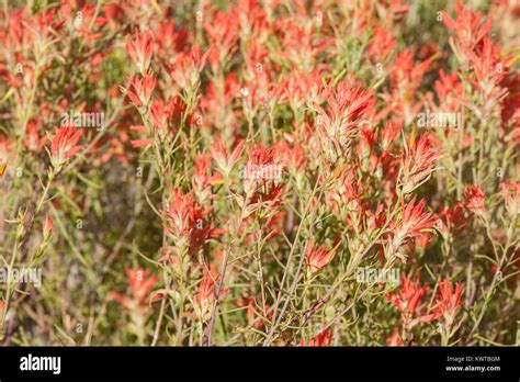 Indian Paintbrush Desert High Resolution Stock Photography And Images