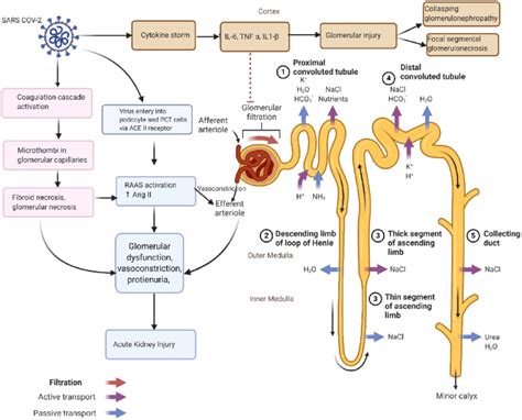 Pathogenesis Underlying The Acute Kidney Injury Aki Seen In