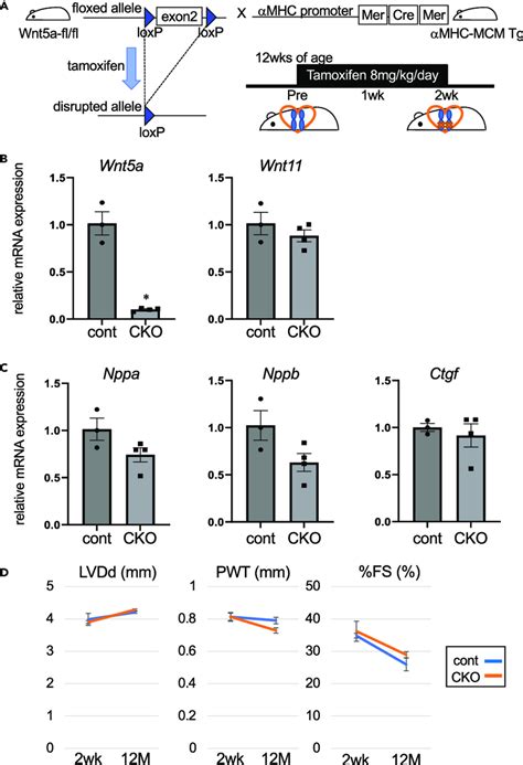 Generation Of Cardiomyocyte Specific Wnt A Knockout Mice A Schematic