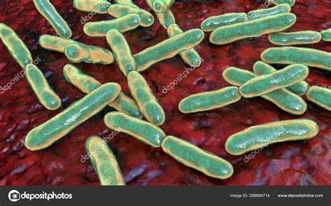 Bacteria Bifidobacterium Gram Positive Anaerobic Rod Shaped Bacteria