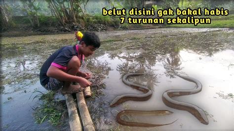 Mancing Belut Di Sawah Yang Seperti Ini Auto Kewalahan Youtube