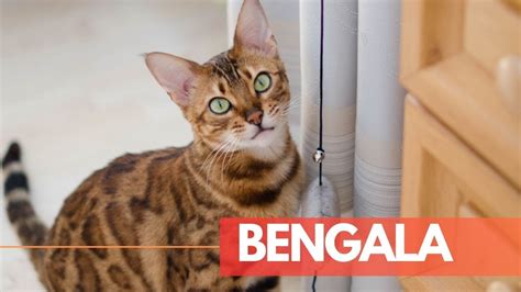 GATO BENGAL OU BENGALA O Gato que parece uma ONÇA PINTADA YouTube