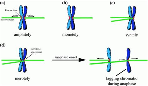 Of Chromosomal Instability Oncohema Key