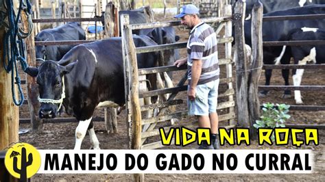 VIDA NA ROÇA Manejo do GADO Leiteiro no CURRAL na FAZENDA do