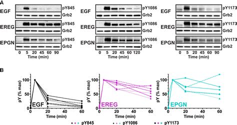 Egfr Ligands Differentially Stabilize Receptor Dimers To Specify