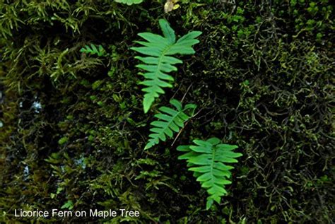 Wildflowers Found In Oregon Licorice Fern Wild Plants Plants Wild