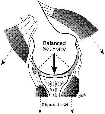 Mechanics Of Glenohumeral Instability Uw Orthopaedics And Sports