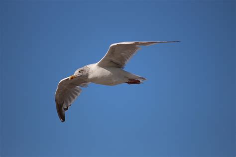 Möwe Flug Vogel Kostenloses Foto auf Pixabay Pixabay