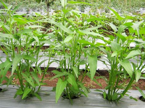 Cara Budidaya Kangkung Yang Benar Kampustanicom