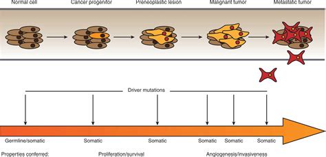 Oncogenes And Tumor Suppressor Genes Oncohema Key