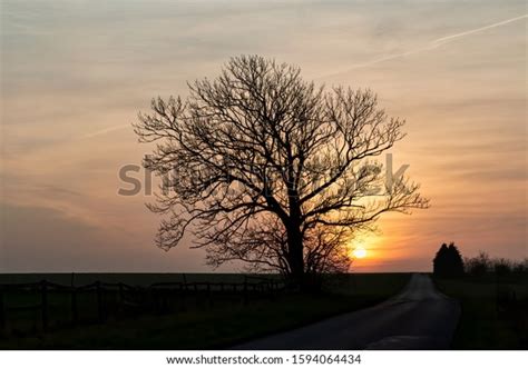 Naked Tree Sunset Fall Stock Photo 1594064434 Shutterstock