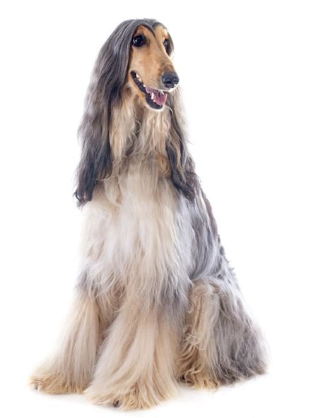 Afghan Hound Puppies Breed information & Puppies for Sale