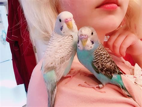 Gender And Age What Sex Is My Budgie Budgie Community Forums