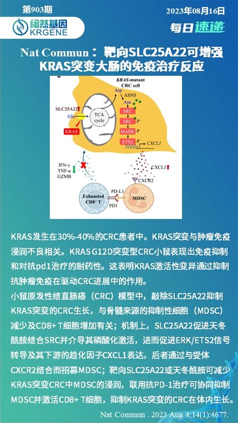 Nat Commun 靶向SLC25A22可增强KRAS突变大肠的免疫治疗反应 阔然基因 阔然生物