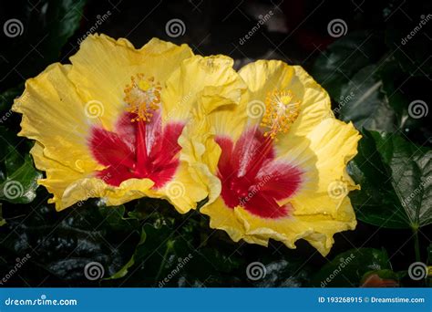 Hibiscus Rosa Sinensis Malvaceae Chinese Hibiscus Stock Image Image