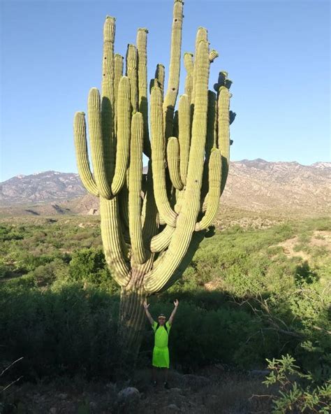 10 Interestingly Huge Cacti Photos That Make You Look Like A Midget