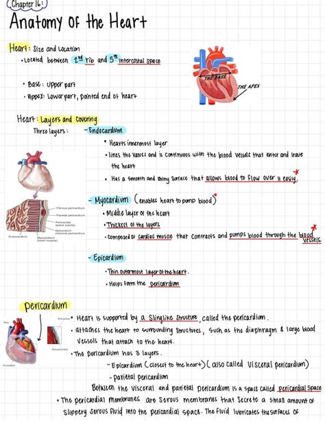 Anatomy Of The Heart Notes For Sale Heart Anatomy Easy Notes Etsy