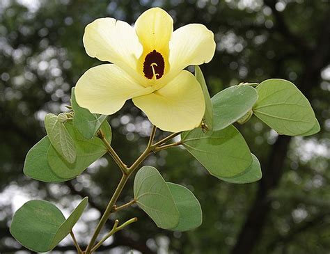 Bauhinia Tomentosa Yellow Orchid Tree Mountain Ebony Ouriques Farm