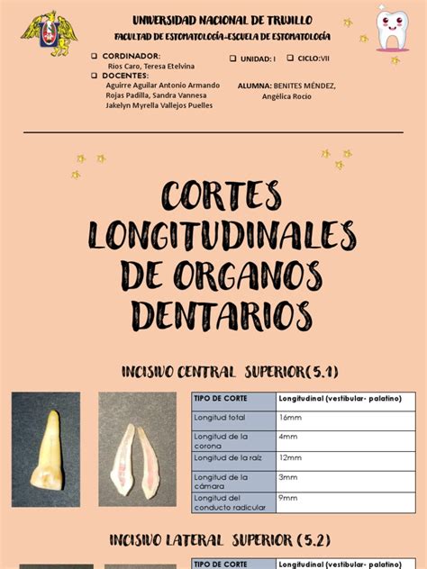 Cortes Longitudinales Practica 02 Pdf Anatomia Dental Diente