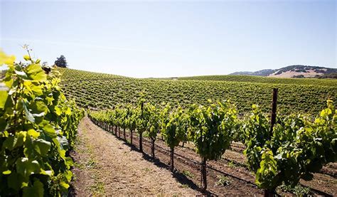 Napa Valley Winery Tour | Tickets and Gift Certificates From $190