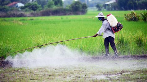 Phun Thuốc Bảo Vệ Thực Vật đúng Cách An Toàn