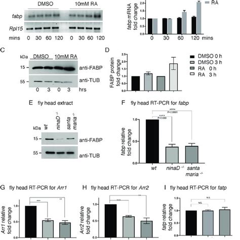 Photoreceptor Specific Gene Expression Profiling In Ninae G69d Eyes Download Scientific