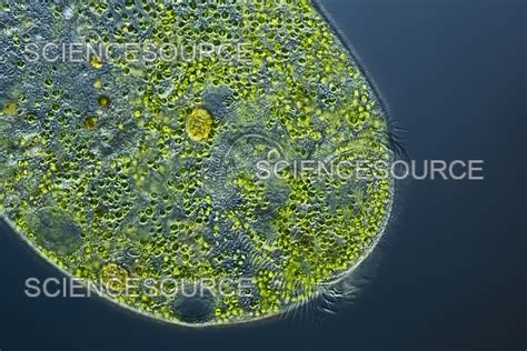 Stentor Protozoan Light Micrograph Stock Image Science Source Images