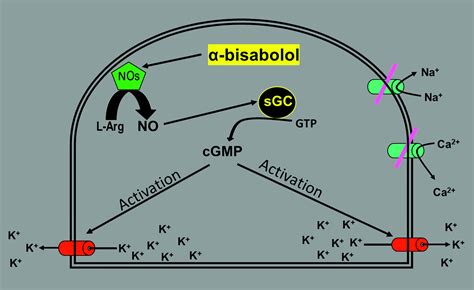 Role Of The No Cgmp K Channels Pathway In The Peripheral