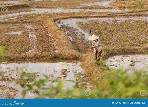 Vietnamese Planting Rice On A Rice Paddy Field Editorial Image Image