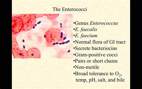 Enterococci Bacterial Infections Antiinfectivemeds