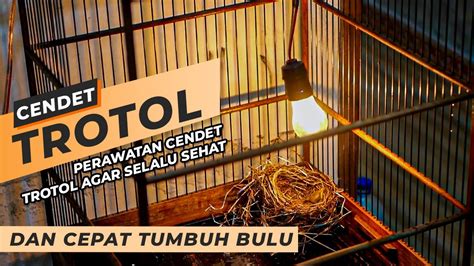 Perawatan Cendet Trotol Usia 5 Hari Agar Selalu Sehat Dan Cepat Tumbuh