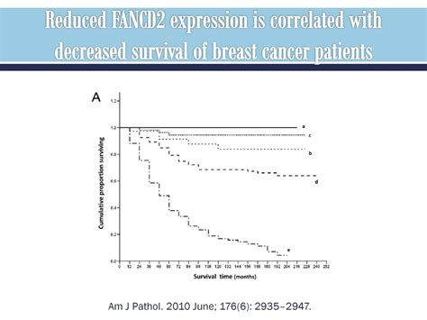 And Its Role In Fa And Other Cancers Ppt Download