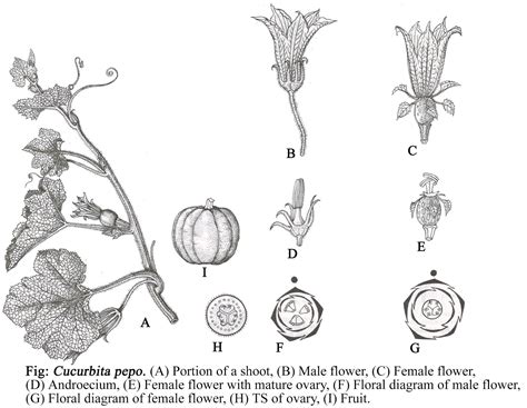 Cucurbitaceae