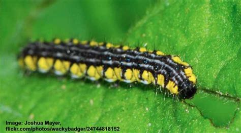 35 Black And Yellow Caterpillars With Pictures Identification Guide