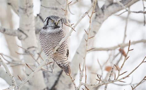 Northern Hawk Owl