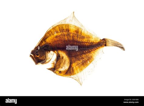 North Atlantic Flatfish Hi Res Stock Photography And Images Alamy