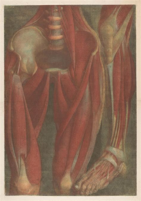 Anatomical Muscle Models Of The Pelvis And A Leg By Jacques Fabien