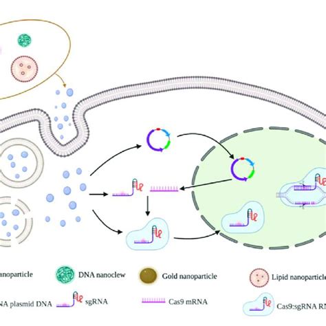 Nanoparticles Vectors And Gene Editing Strategy For Crisprcas9 Download Scientific Diagram