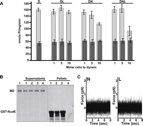 Lis And Nude Induce A Persistent Dynein Force Producing State Cell