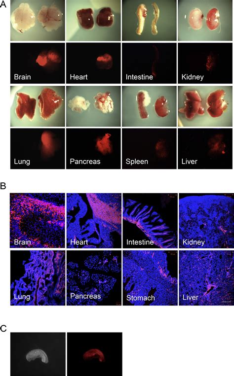 Interspecies Chimerism With Mammalian Pluripotent Stem Cells Cell