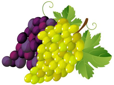 grapes clipart   grapes clipart png images