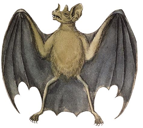 Download Common Vampire Bat Drawing Medieval Bat Clipartkey