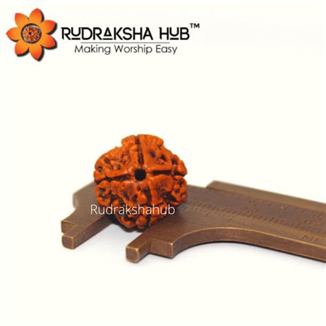 Round Mukhi Natural Nepali Rudraksh Weight Gram Size Mm