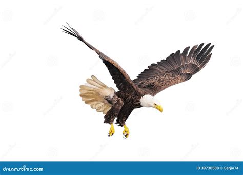 Bald Eagle 22 Years Haliaeetus Leucocephalus Royalty Free Stock