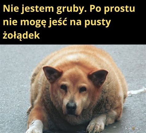 Gruby Najlepsze Memy Zdj Cia Gify I Obrazki Kwejk Pl