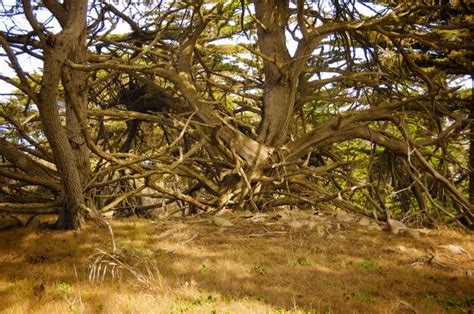 Premium Photo Bare Tree On Grassy Field