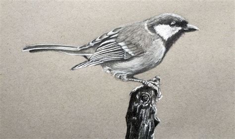 How To Draw A Realistic Bird With Graphite And Charcoal Pencil Drawing Tutorials Pencil