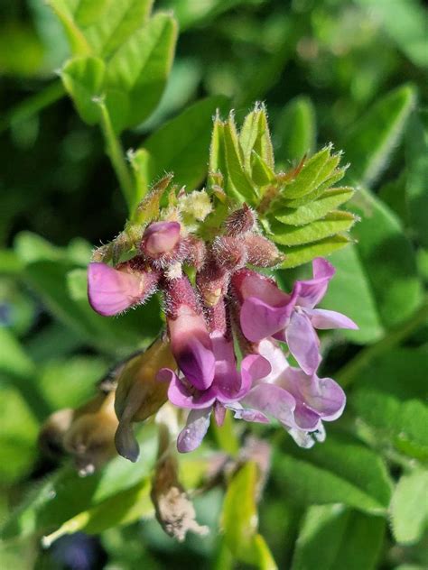 Zaun Wicke Zaun Wicke Vicia Sepium C Barbara Oden Naturgucker