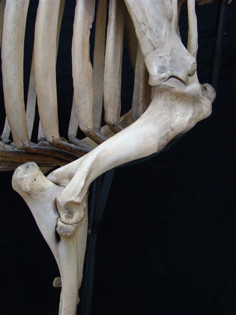 Equine Humerus In Situ Lateral View Ovam