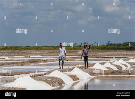 Saline Workers Salt Production Saltworks Near Thazhankadu Tamil